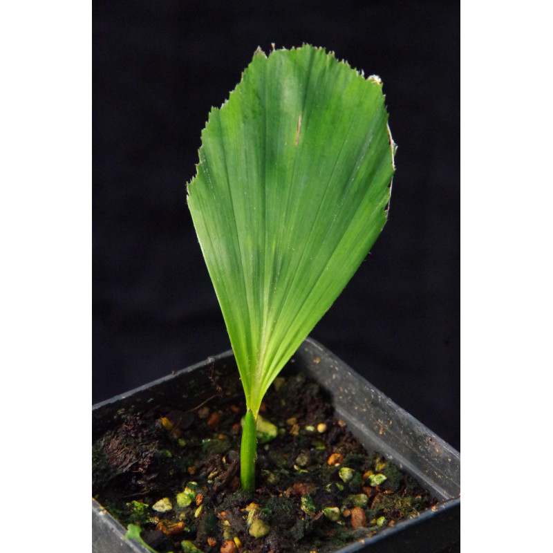 Arenga micrantha - Tibet-Zuckerpalme