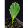 Arenga micrantha - Tibet-Zuckerpalme