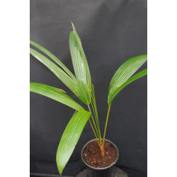 Cyrtostachys renda - Siegellack-Palme
