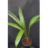 Cyrtostachys renda - Lipstick Palm