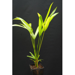 Cyrtostachys renda - Lipstick Palm