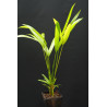 Cyrtostachys renda - Lipstick Palm