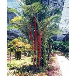 Cyrtostachys renda - Lipstick Palm