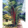 Cyrtostachys renda - Lipstick Palm