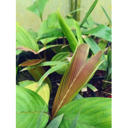 Iguanura kelantanensis