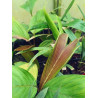 Iguanura kelantanensis