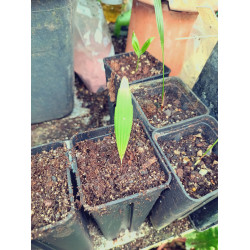 Licuala petiolulata