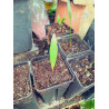 Licuala petiolulata
