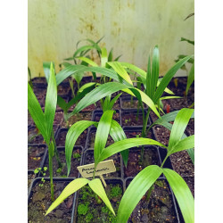 Areca laosensis