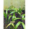 Areca laosensis