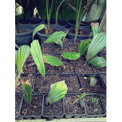 Arenga obtusifolia