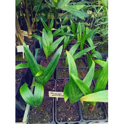 Pinanga malaiana