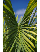 Palms