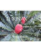 Cycads