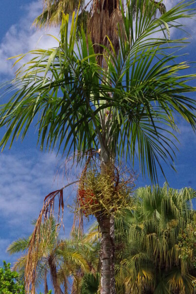 Carpentaria acuminata - Carpentaria-Palme