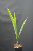 Acoelorrhaphe wrightii - Everglades-Palme 30 - 40 cm