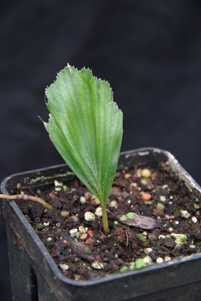 Arenga micrantha - Bhutan-Zuckerpalme 10 - 20 cm