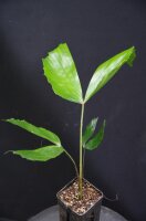 Caryota mitis - Fischschwanzpalme 30 - 40 cm
