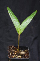 Veitchia arecina - Montgomery-Palme 20  - 30 cm