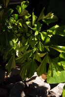 Caryota mitis "Variegata"