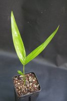 Areca triandra - Triandra-Palme 20 - 30 cm