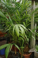 Chamaedorea schiedeana 160 - 170 cm