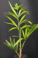 Calamus henryanus - Henry&acute;s Rattanpalme 30 - 40 cm