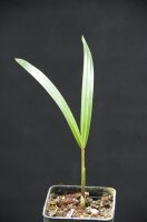 Chrysalidocarpus decaryi (Syn, Dypsis d.) - Dreieckpalme 10 - 20 cm