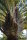 Chrysalidocarpus decaryi (Syn, Dypsis d.) - Dreieckpalme 10 - 20 cm