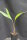 Salacca zalacca var. amboinensis cv. Gulapasir
