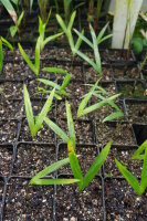 Kentiopsis oliviformis - Tind&egrave;a-Palme (syn....