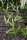 Kentiopsis oliviformis - Tind&egrave;a-Palme (syn. Chambeyronia o.) 10 - 20 cm