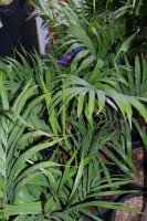 Kentiopsis oliviformis - Tind&egrave;a-Palme (syn. Chambeyronia o.) 60 - 70 cm