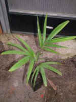 Veitchia spiralis - Kajewskia-Palme 30 - 40 cm