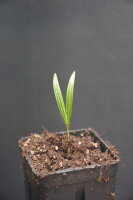 Chrysalidocarpus pembanus - Pemba-Palme
