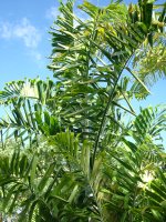 Chrysalidocarpus lanceolatus (syn. Dypsis lanceolata)