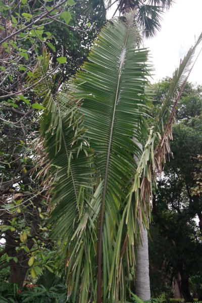 Attalea cohune - Cohune-Palme