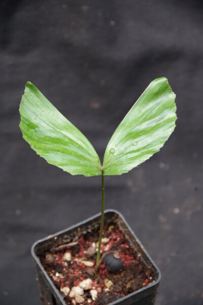 Caryota maxima "Himalaya"