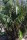Arenga tremula - Philippinsche Zwergzuckerpalme