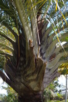 Dypsis decaryi - Dreieckpalme -&gt; siehe Chrysalidocarpus decaryi
